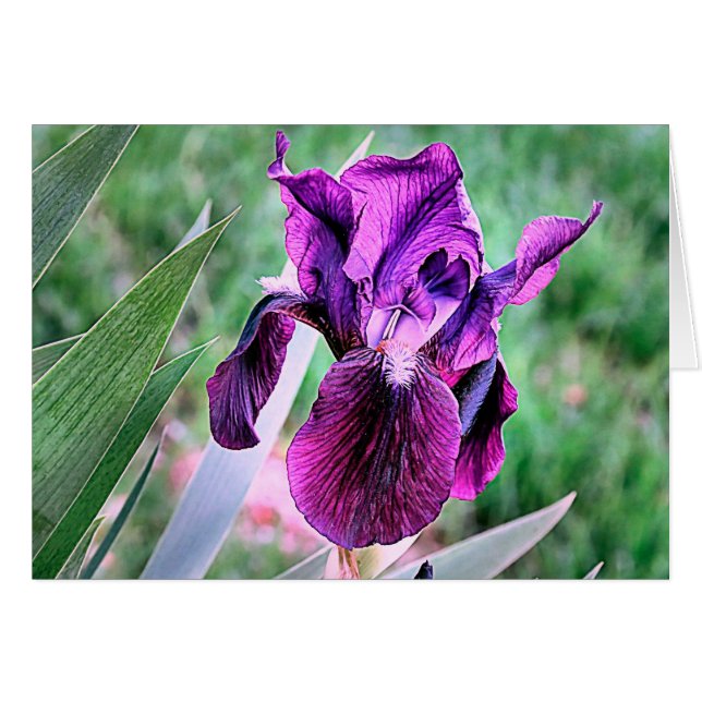 Iris morado (Anverso (Horizontal))