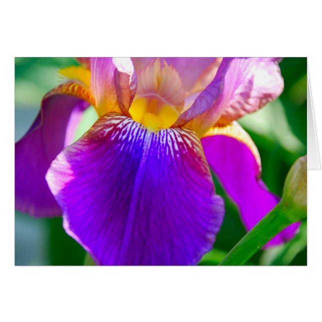 Iris morado (Anverso (Horizontal))