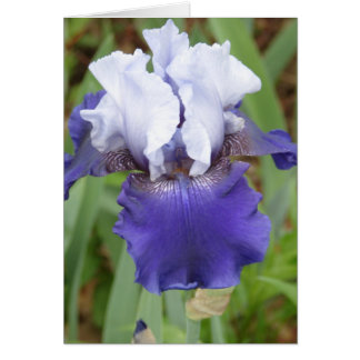 Iris morado