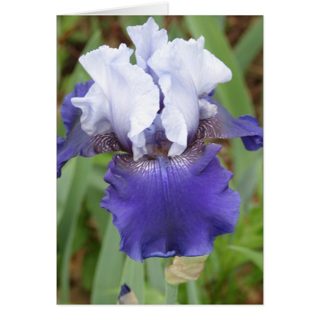 Iris morado (Frente)
