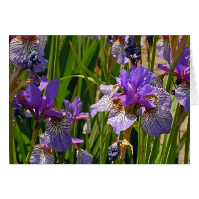 Iris morado (Anverso (Horizontal))