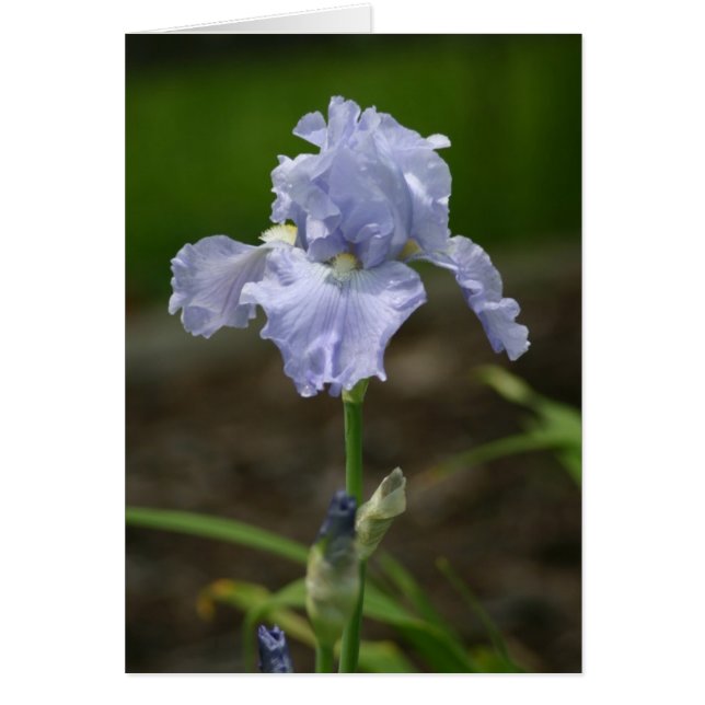 Iris morado claro (Frente)