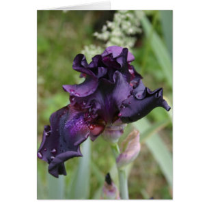 Iris morado oscuro