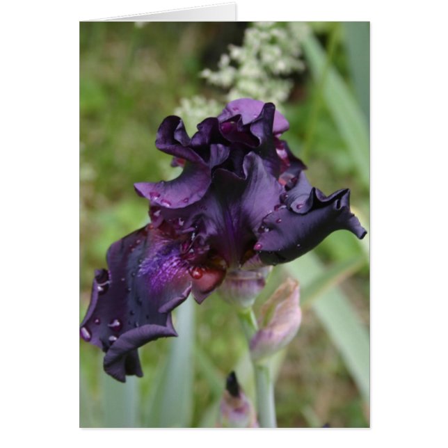 Iris morado oscuro (Frente)