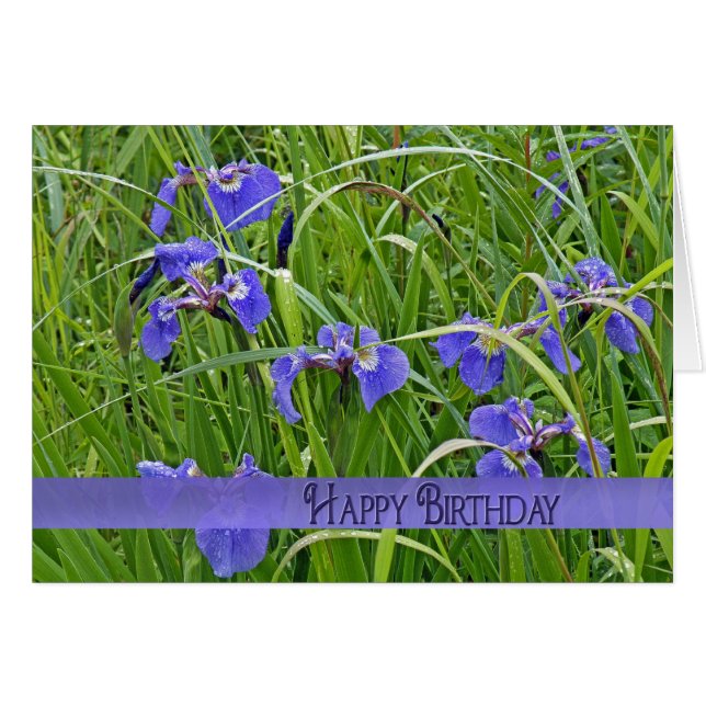 Iris morado salvaje (Anverso (Horizontal))