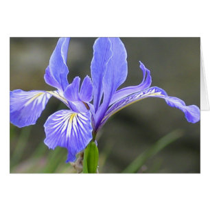 Iris morado salvaje