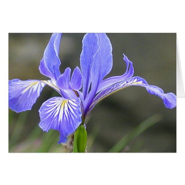 Iris morado salvaje (Anverso (Horizontal))