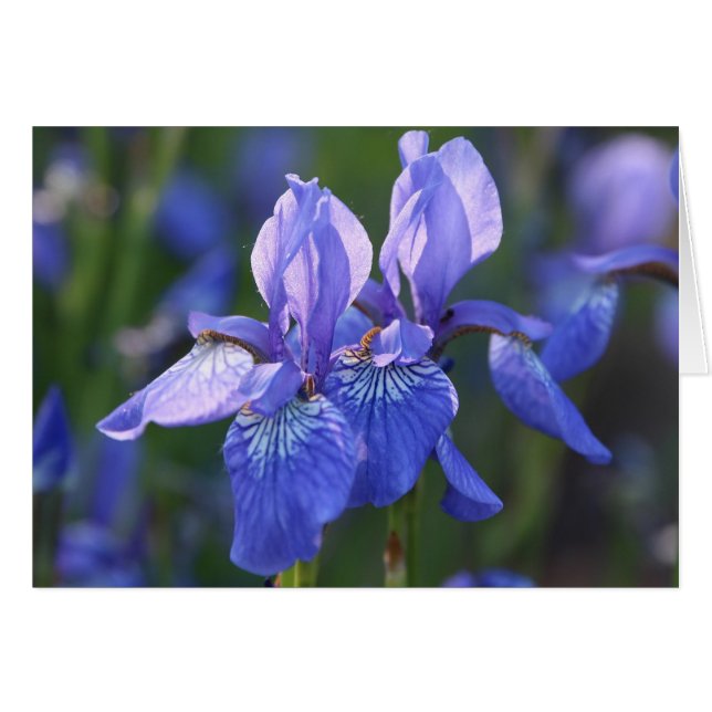 Iris Pair Siberiano (Anverso (Horizontal))