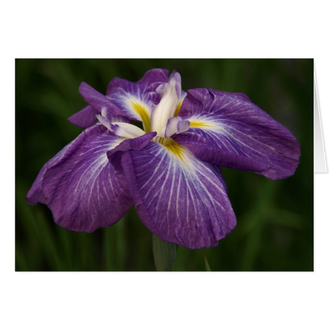 Iris púrpura (Anverso (Horizontal))