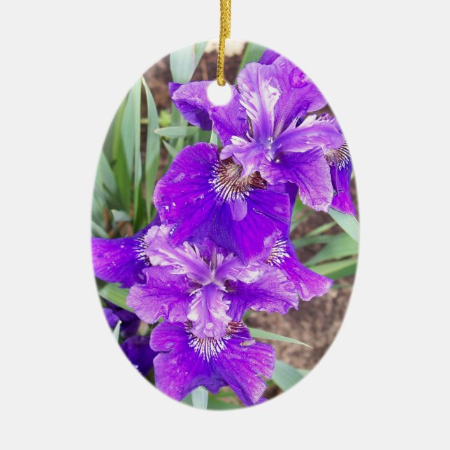 Iris púrpura con el ornamento de las gotitas de (Frente)