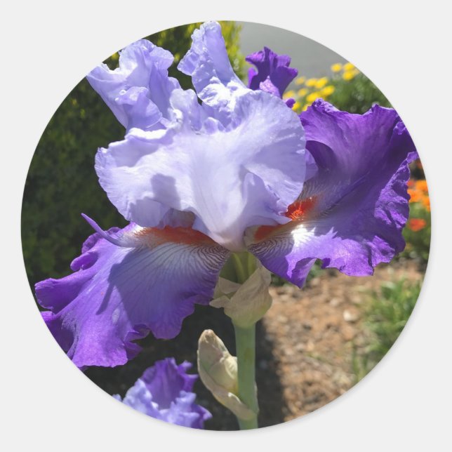 Iris púrpura con Pegatinas de las barbas Naranjas (Anverso)