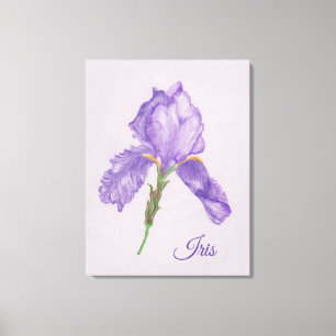 Iris púrpura, estilo botánico, arte coloreado de