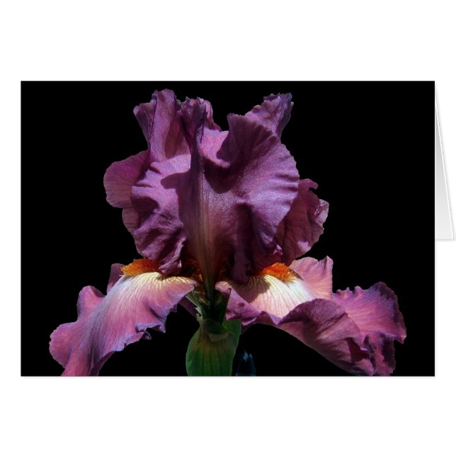 Iris púrpura llamativo (Anverso (Horizontal))