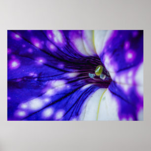Iris Púrpura Macro – Arte Floral Vibrante en Prime