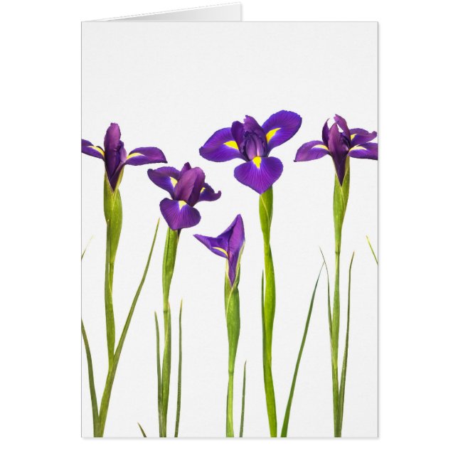 Iris púrpuras aislados en un fondo blanco (Frente)