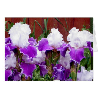 Iris púrpuras y blancos