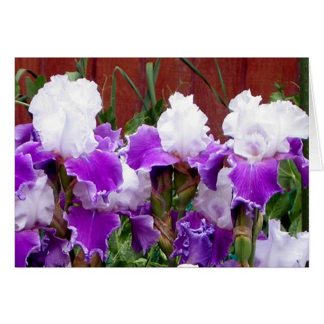 Iris púrpuras y blancos (Anverso (Horizontal))