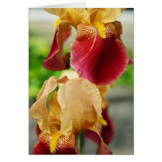 Iris rojo amarillo