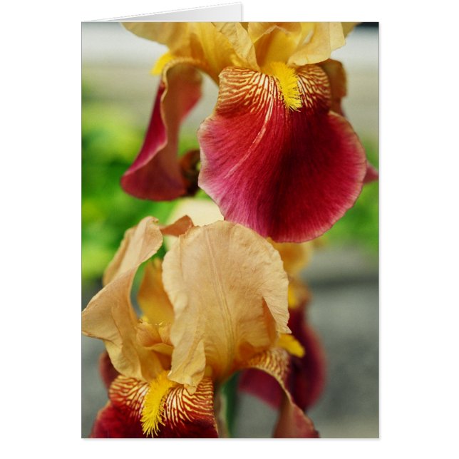 Iris rojo amarillo (Frente)