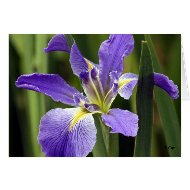 Iris, S Cyr (Anverso (Horizontal))