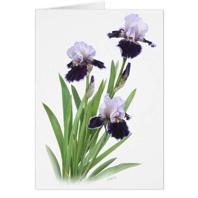 Iris Trio (Frente)