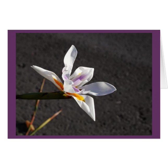 Iris único (Anverso (Horizontal))