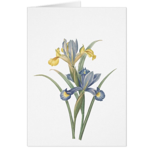 Iris Xiphium (Frente)