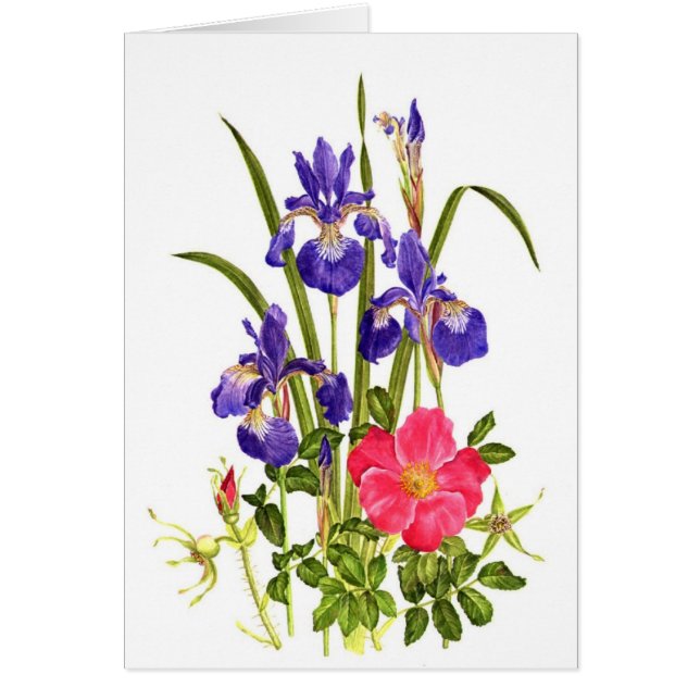 Iris y playa subiós (Frente)