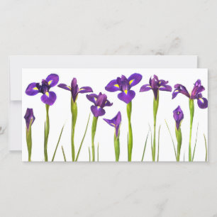 Irises púrpura - Plantilla personalizada de flor d