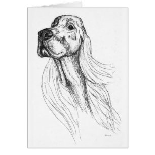 Irish Setter