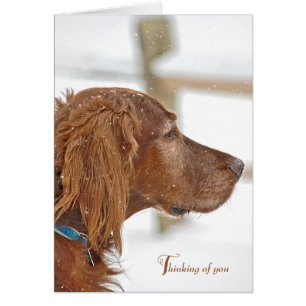 Irish Setter pensando en ti