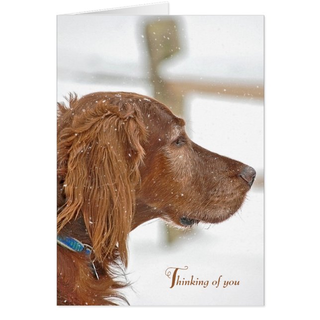 Irish Setter pensando en ti (Frente)