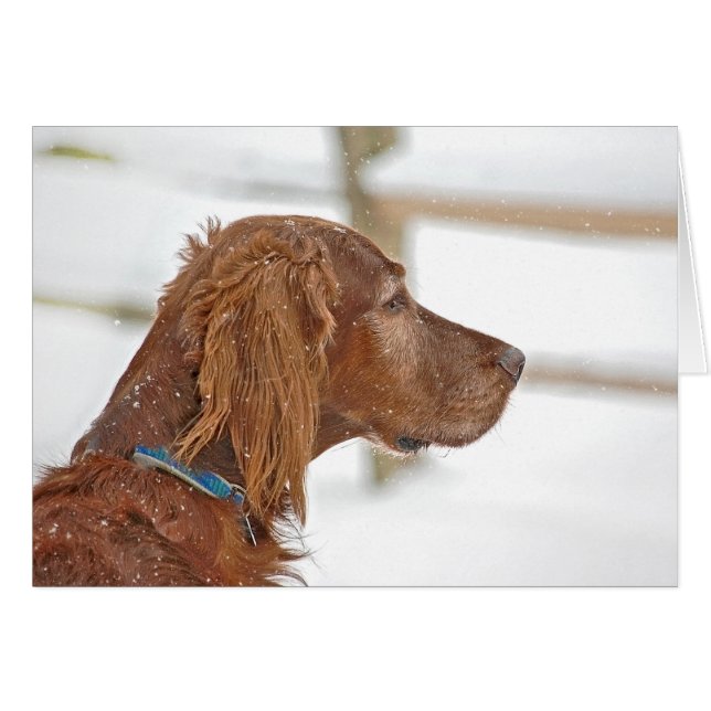 Irish Setter pensando en ti (Anverso (Horizontal))