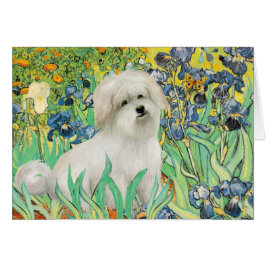 Irisis - Coton de Tulear 7