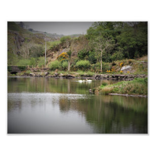 Irlanda, condado de Cork, lago, cisnes, fotografía