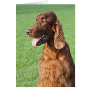 Irlandés Setter