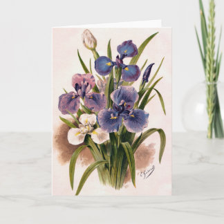 Irlandeses japoneses - Iris Kaempferi - Tarjeta de