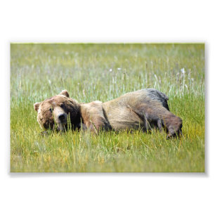 Isla de fotos de osos pardos en 6x4