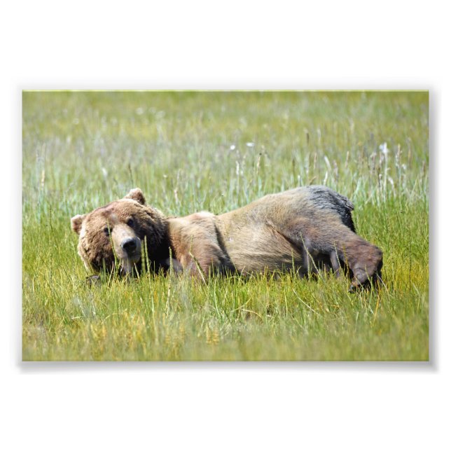 Isla de fotos de osos pardos en 6x4 (Frente)