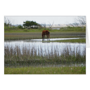 Isla de la zanahoria
