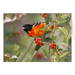 Isla de South Padre, Texas, EE. UU., Oriole de Bal