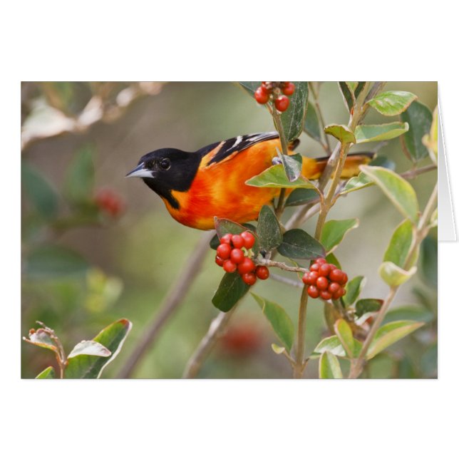 Isla de South Padre, Texas, EE. UU., Oriole de Bal (Anverso (Horizontal))