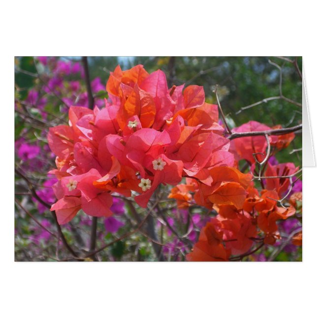 Isla Tropical Rosa Bougainvillea Floral (Anverso (Horizontal))