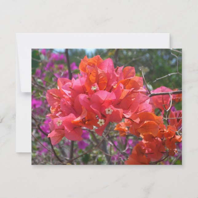 Isla Tropical Rosa Bougainvillea Floral (Anverso)