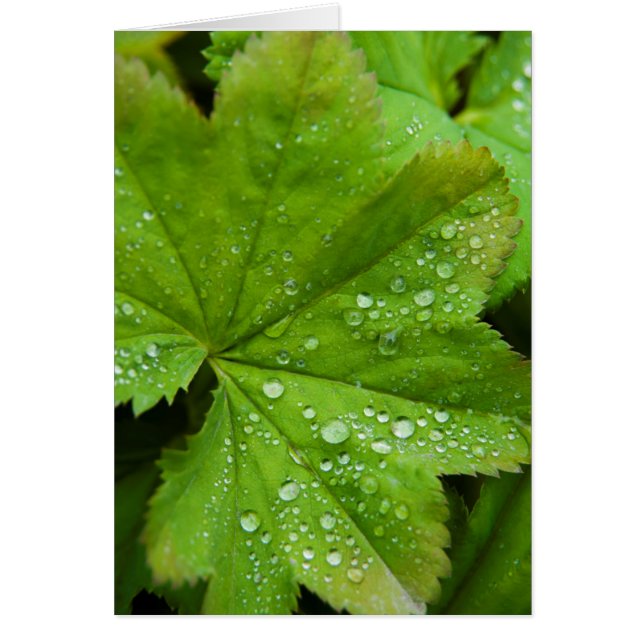 Islandia. Región Sur. Gullfoss (Frente)