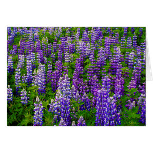 Islandia. Vik i Myrdal. Campo de Lupinos