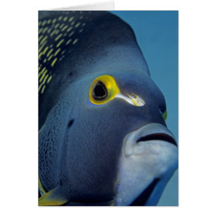 Islas Caimán, Angelfish Pomacanthus