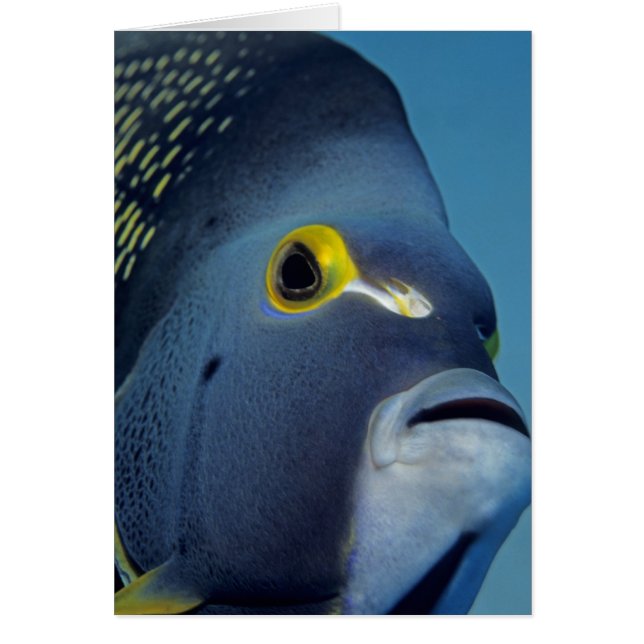 Islas Caimán, Angelfish Pomacanthus (Frente)