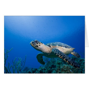 Islas Caimán, Little Cayman Island, Bajo el agua 2