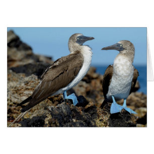Islas Galápagos, Isla Isabela